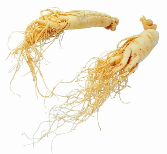 Extrait de ginseng Panax pour éliminer la fatigue mentale et corporelle